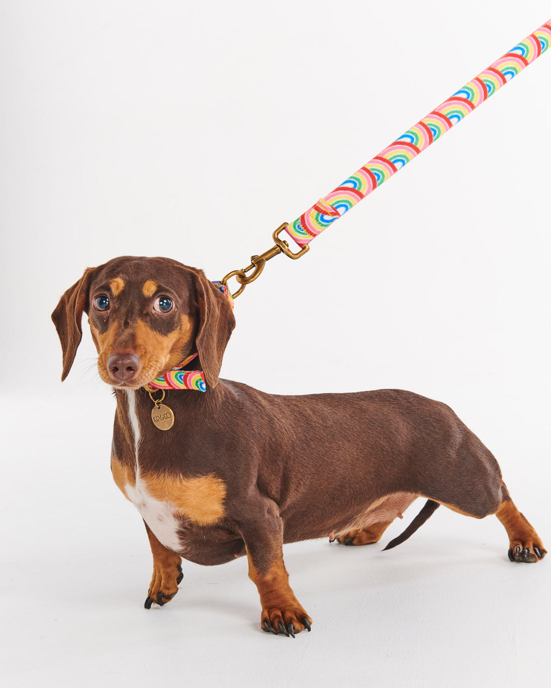 Rainbow Spray Dog Lead