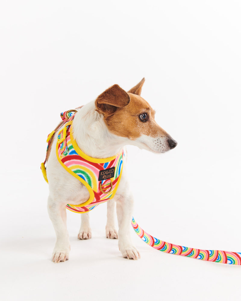 Rainbow Spray Dog Harness