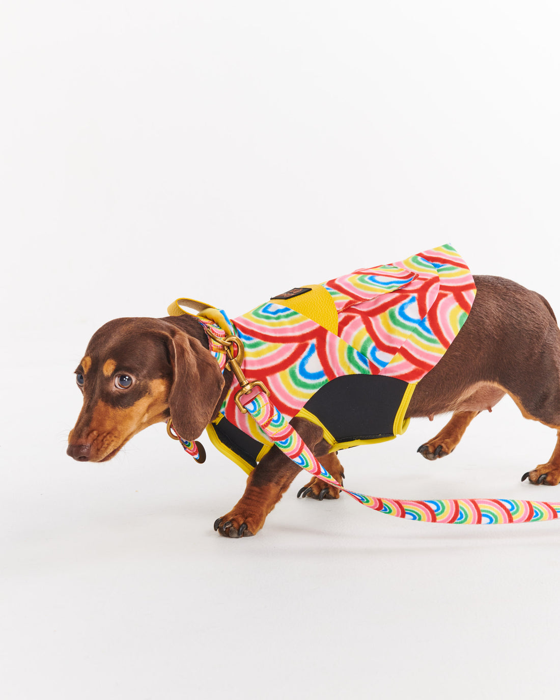 Rainbow Spray Dog Jacket