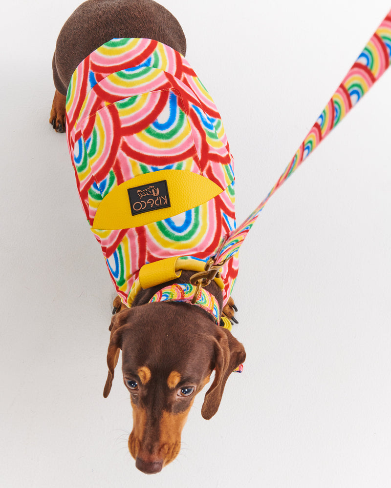 Rainbow Spray Dog Collar