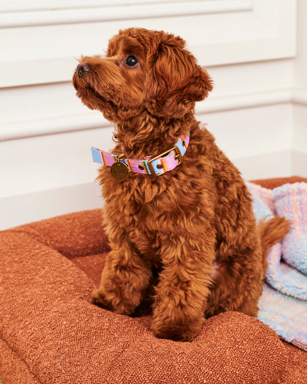 Fez Stripe Dog Collar