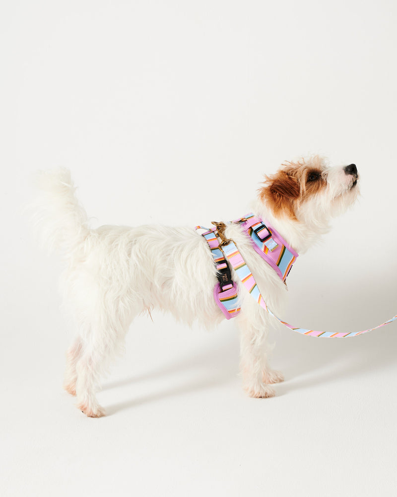 Fez Stripe Dog Harness